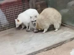 -西霞口神雕山野生动物世界