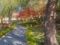 -新江湾城公园