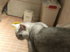 -猫咪博物馆(顶澳仔猫街店)