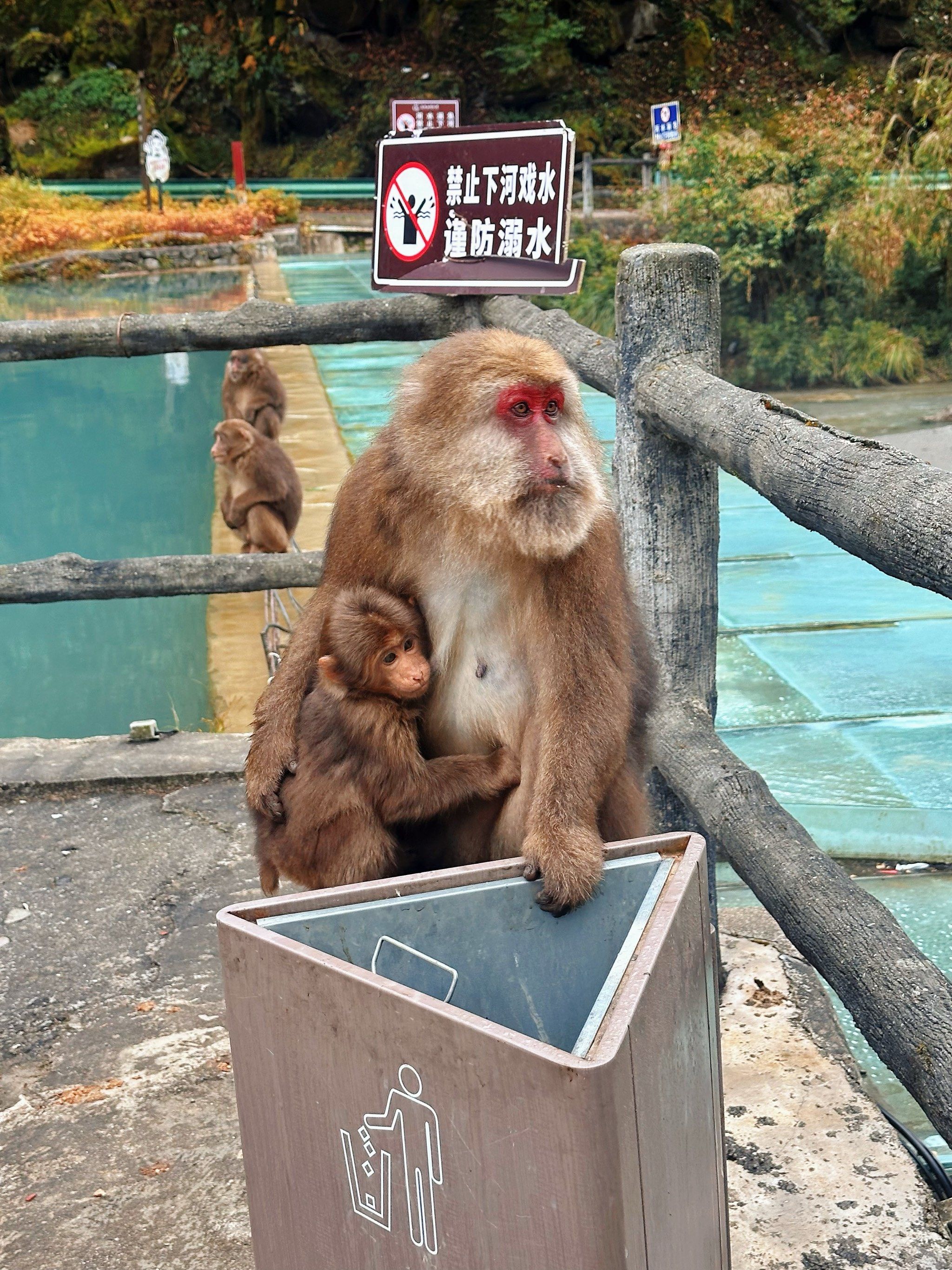 颜色 喇叭河 优质作者追光计划 \\n秋天的喇叭河从路边的猴子开始
