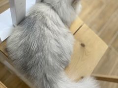 -李小姐の猫咖啡馆(五角场店)