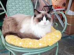 -喵屿·大理花园猫咖