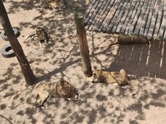 -西霞口神雕山野生动物世界