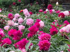-莲花池公园