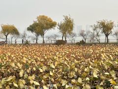 -无锡蠡湖国家湿地公园-蠡园