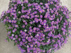 -三圣花乡旅游区