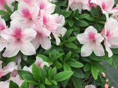 -上海鲜花港