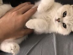 -袖虎·猫馆(体育西路店)