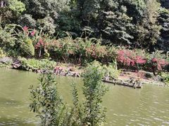 -深圳仙湖植物园