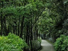 -东莞市大岭山森林公园