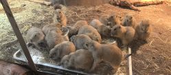 -Zoolung Zoolung动物主题公园(海信广场店)