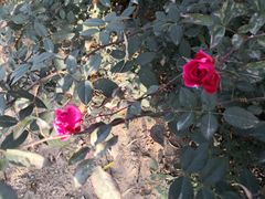 -东方巨龟苑景区