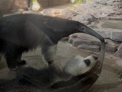 -深圳野生动物园
