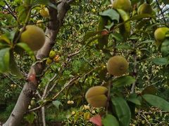 -永定河休闲森林公园