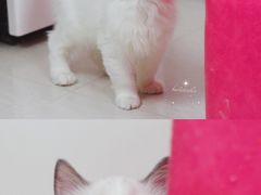 -Bastet sally猫舍购宠(静安店)