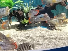 -沙沙哗啦海洋馆(华宇百花谷店)