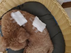 -圣宠动物医院·犬猫专科·影像中心·外科中心