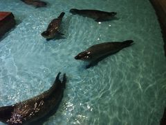 -锦艺城海洋馆