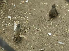 -昆明动物园