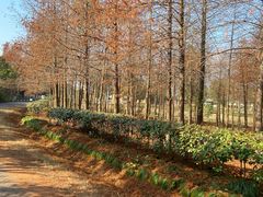 -上海海湾国家森林公园