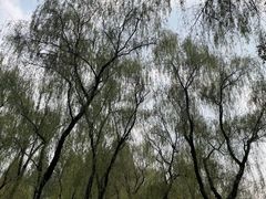 -柳浪闻莺公园