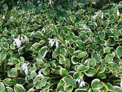 -北京植物园-展览温室