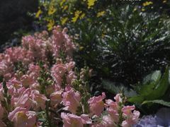 -杭州植物园