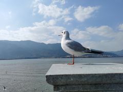 -海埂大坝