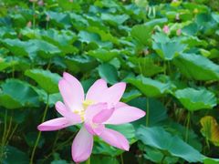 -桃花岛景观公园