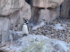 -上海野生动物园