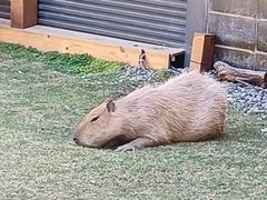 -鹿境梅花鹿生态园区