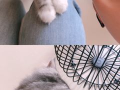 -飞行喵MR PILOT|猫舍·猫咖(静安大融城店)