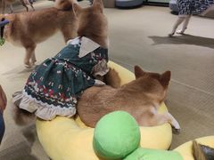 -逗柴咖啡屋·狗咖猫咖宠物桌游