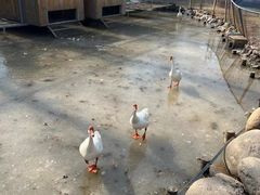 -前小桔亲子创意农场·草莓采摘·露营烧烤