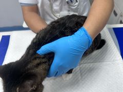 -博特宠物医院24h犬猫全科.骨科·异宠