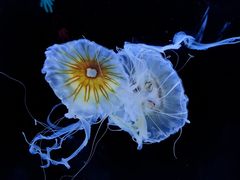 -珠海长隆海洋王国