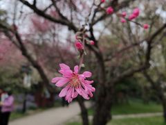 -苏州上方山国家森林公园