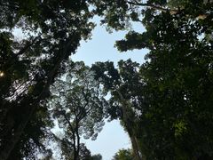 -西双版纳原始森林公园