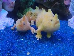 -海合安武汉极地海洋公园
