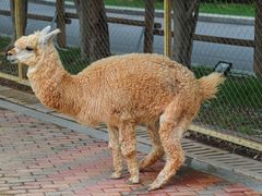 -灵玲国际马戏城