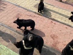 -西霞口神雕山野生动物世界