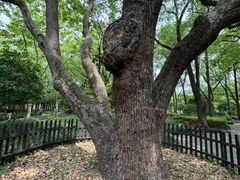 -徐家汇源景区-衡山公园