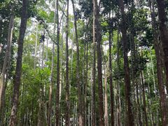 -中国科学院西双版纳热带植物园
