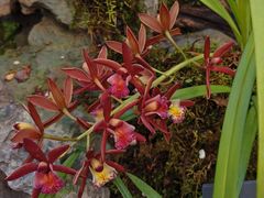 -国家植物园南园