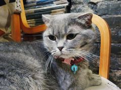 -猫色咖啡·猫咖