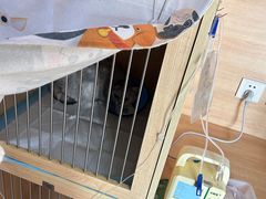 -谐和贝康宠物医院24小时·宠保定点(急重症转诊中心)