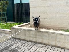 -廊坊固安福朋喜来登酒店