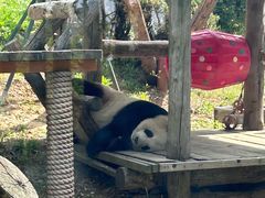 -大连森林动物园