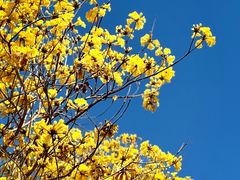 -天适樱花悠乐园