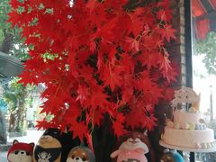 -柴犬高等学院·狗咖·柴犬售卖·宠物训练